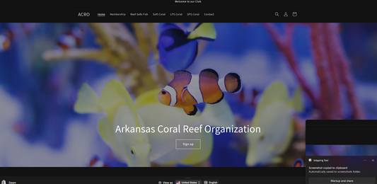 Basic Web Design + Revisions